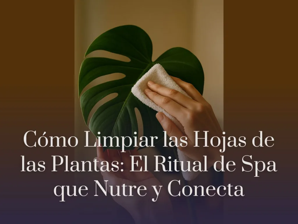 Cómo Limpiar las Hojas de las Plantas El Ritual de Spa que Nutre y Conecta
