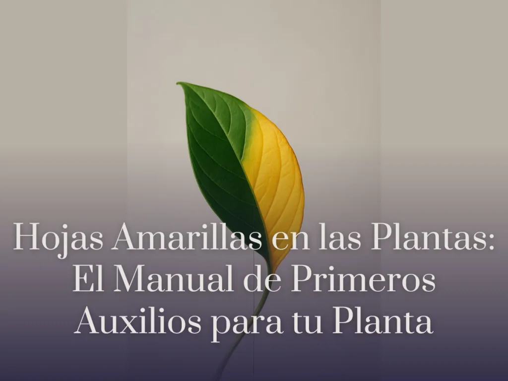 Hojas Amarillas en las Plantas El Manual de Primeros Auxilios para tu Planta