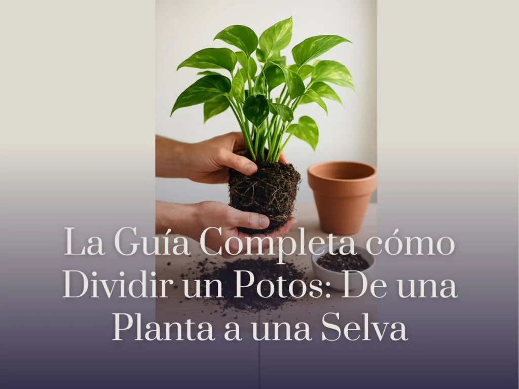 La Guía Completa cómo Dividir un Potos De una Planta a una Selva