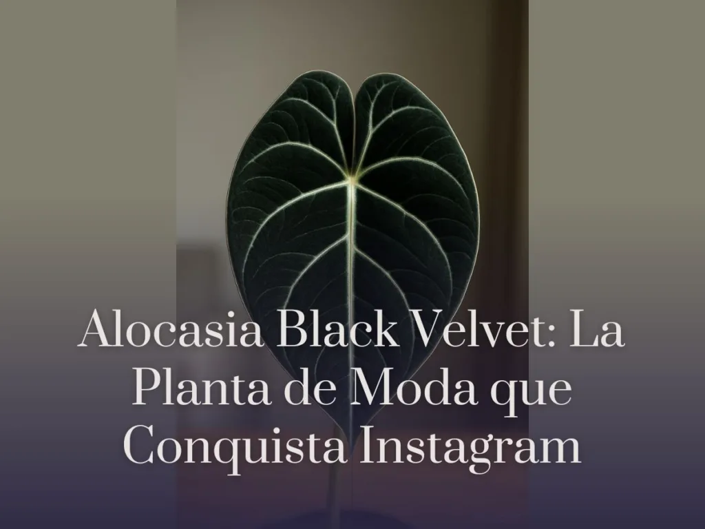 Alocasia Black Velvet La Planta de Moda que Conquista Instagram