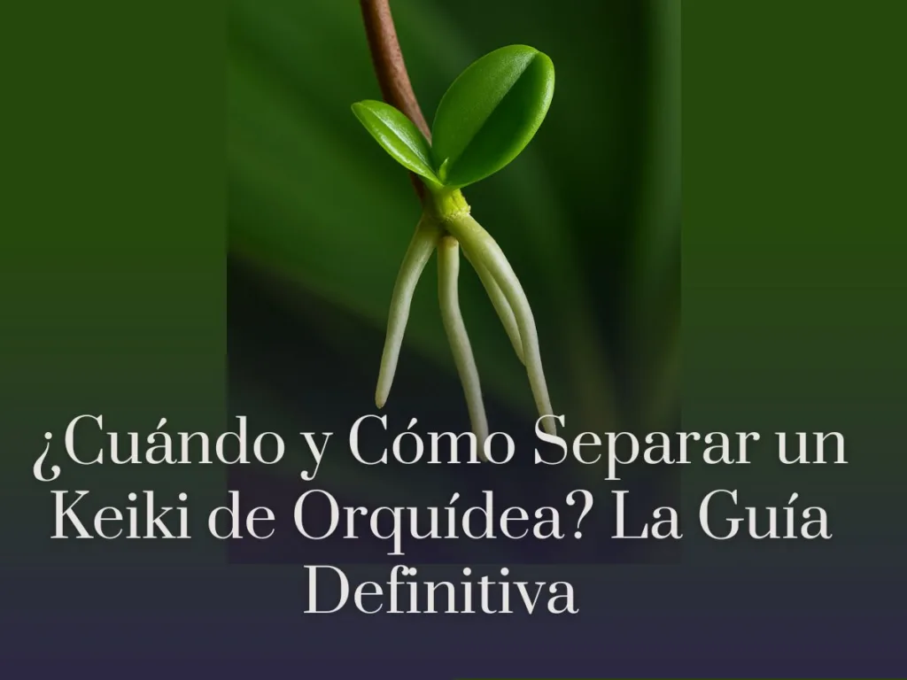 ¿Cuándo y Cómo Separar un Keiki de Orquídea La Guía Definitiva